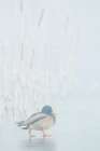 Mallard drake walks across frozen wetland in the morning fog Art Print